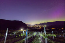 Vineyard Aurora